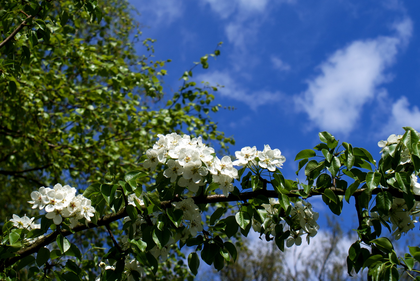 Blüten-wolke