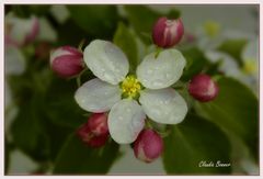 Blüten zart und fein