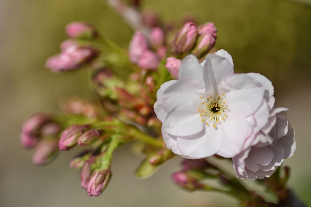 Blüten-Zauber