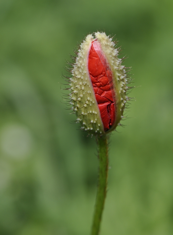 Blüten Zauber