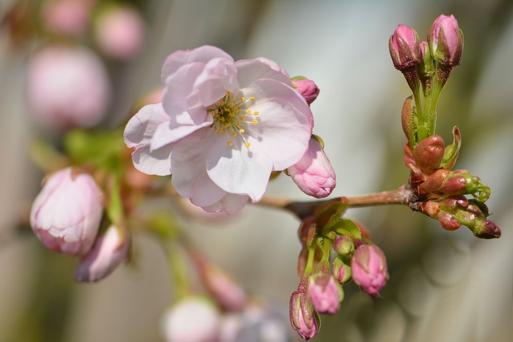 Blüten-Zauber