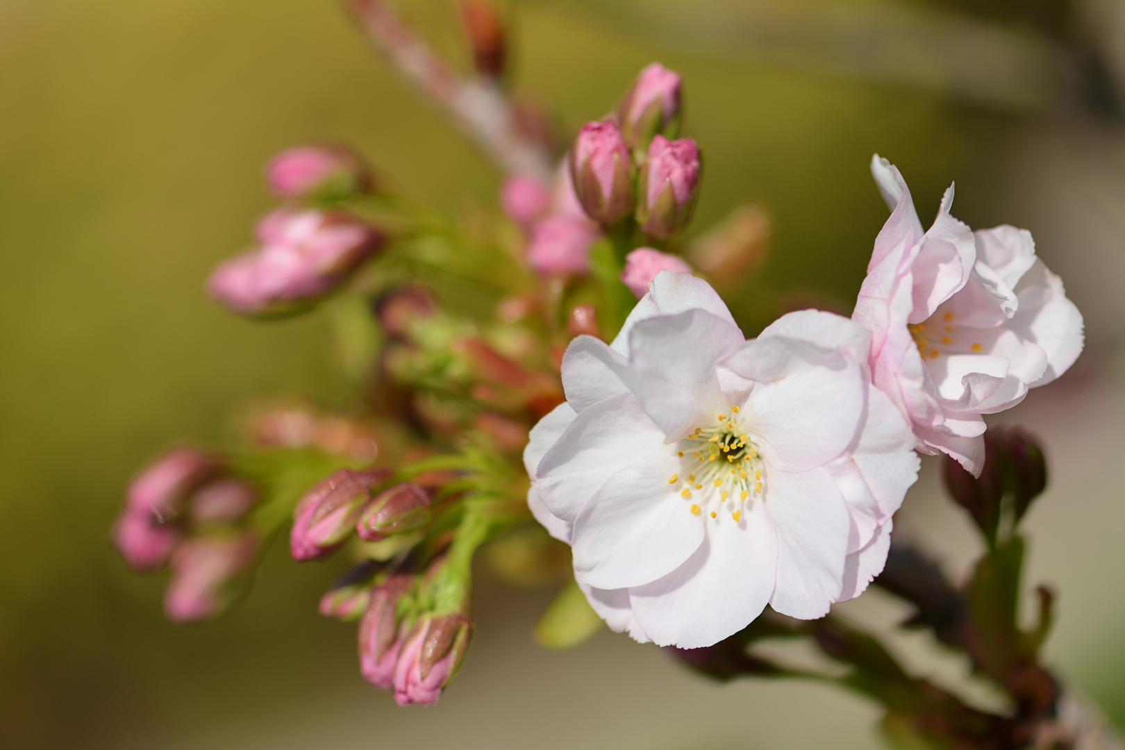 Blüten-Zauber