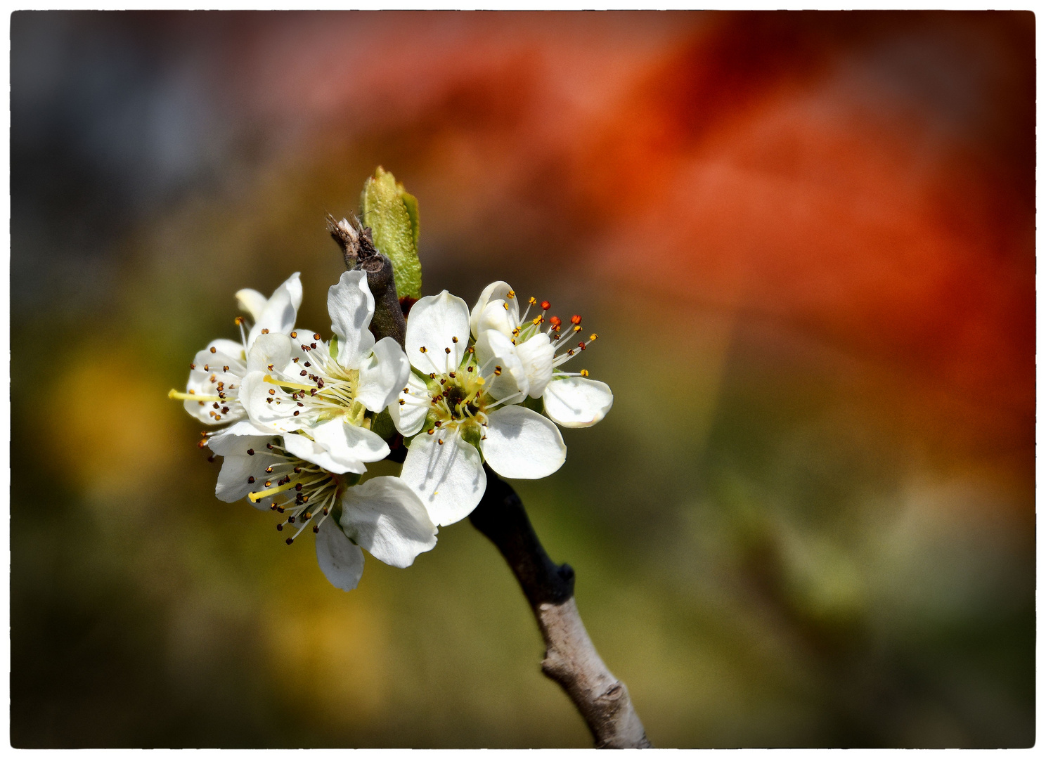 Blüten-Zauber