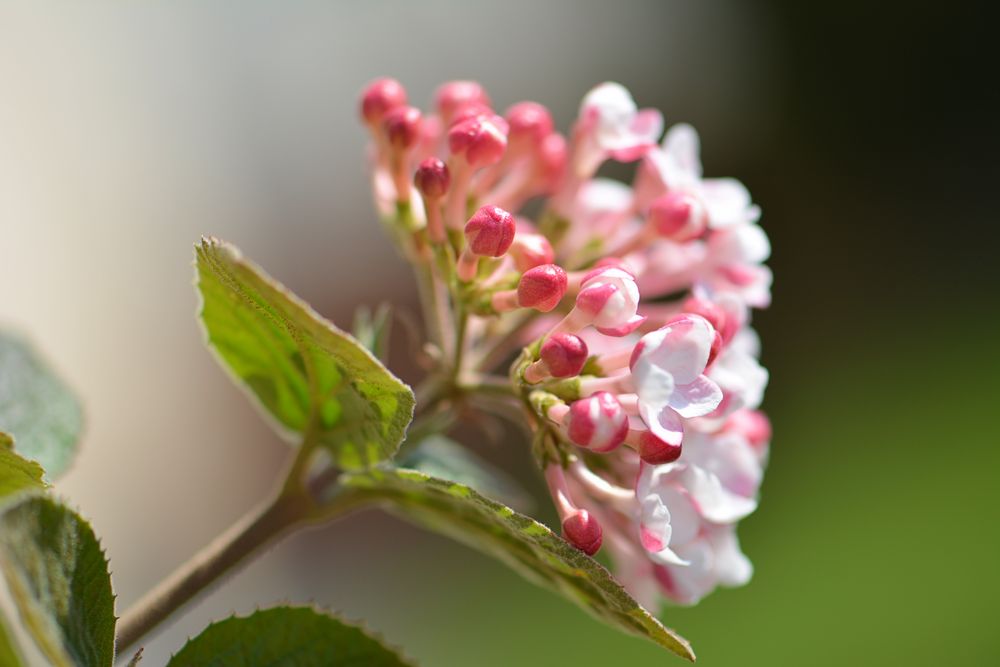 Blüten-Zauber