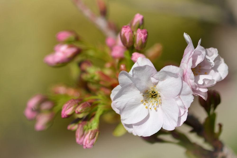 Blüten-Zauber