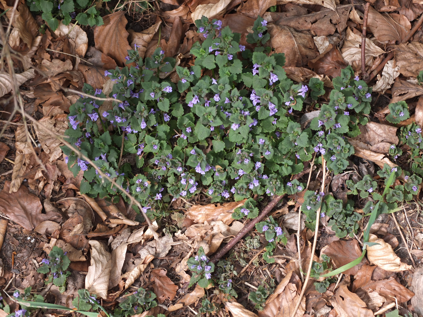 Blüten  Zauber