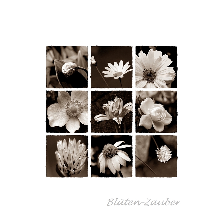 Blüten-Zauber