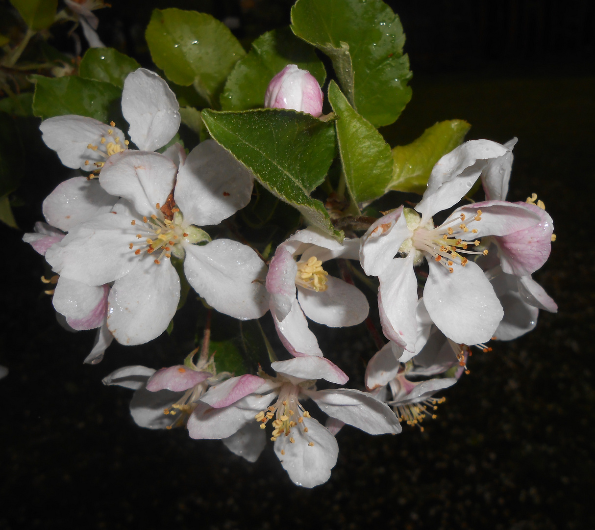 "Blüten- Zeit"