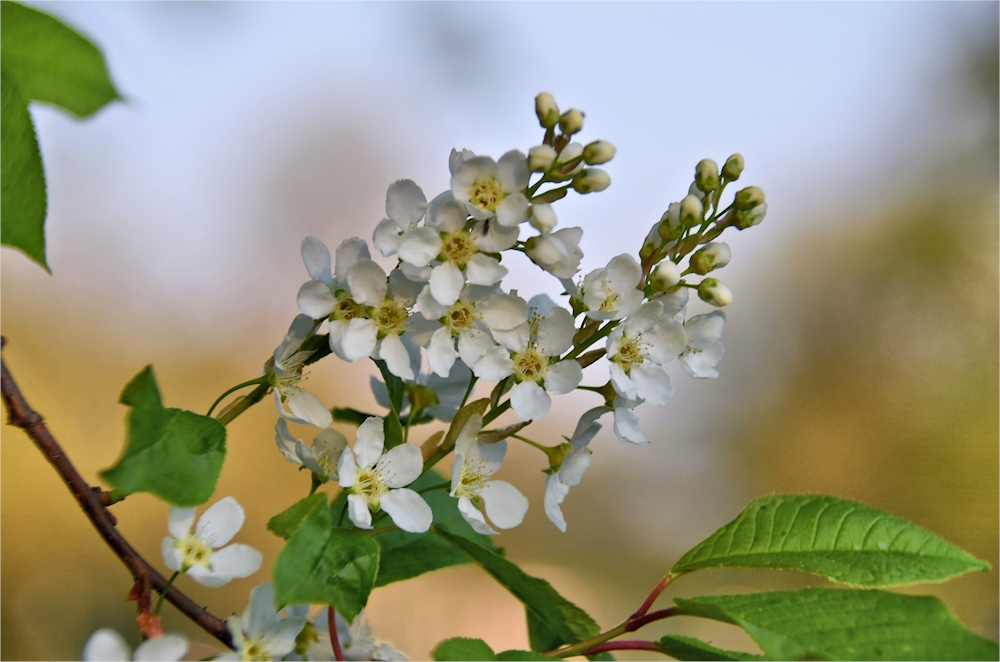 BLÜTEN - ZEIT