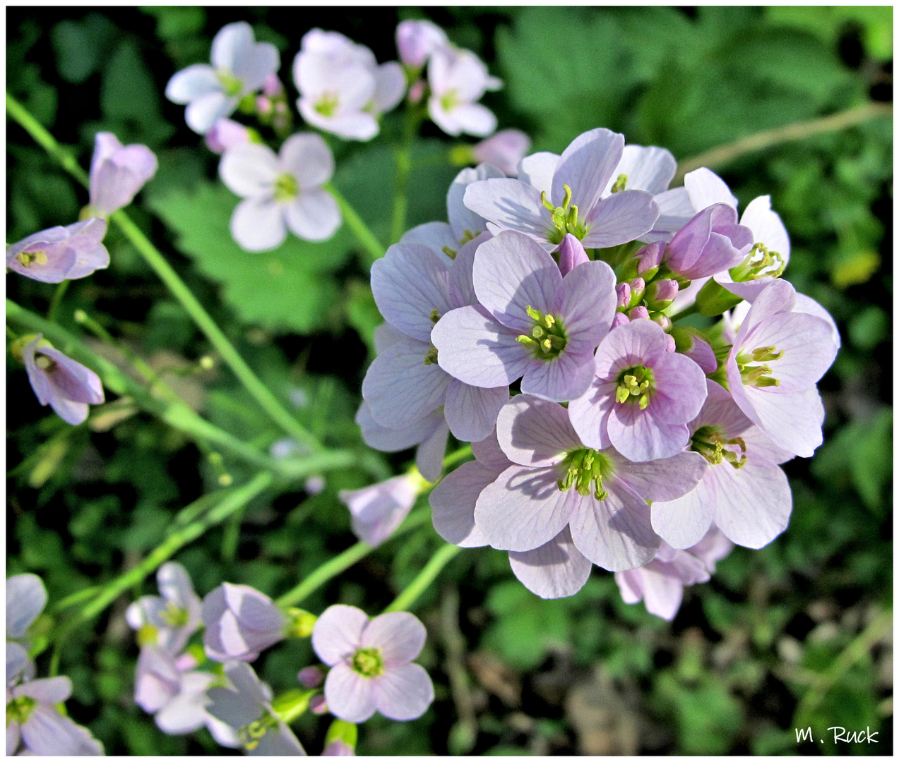 Blüten zu dem heutigen Donnerstag ,