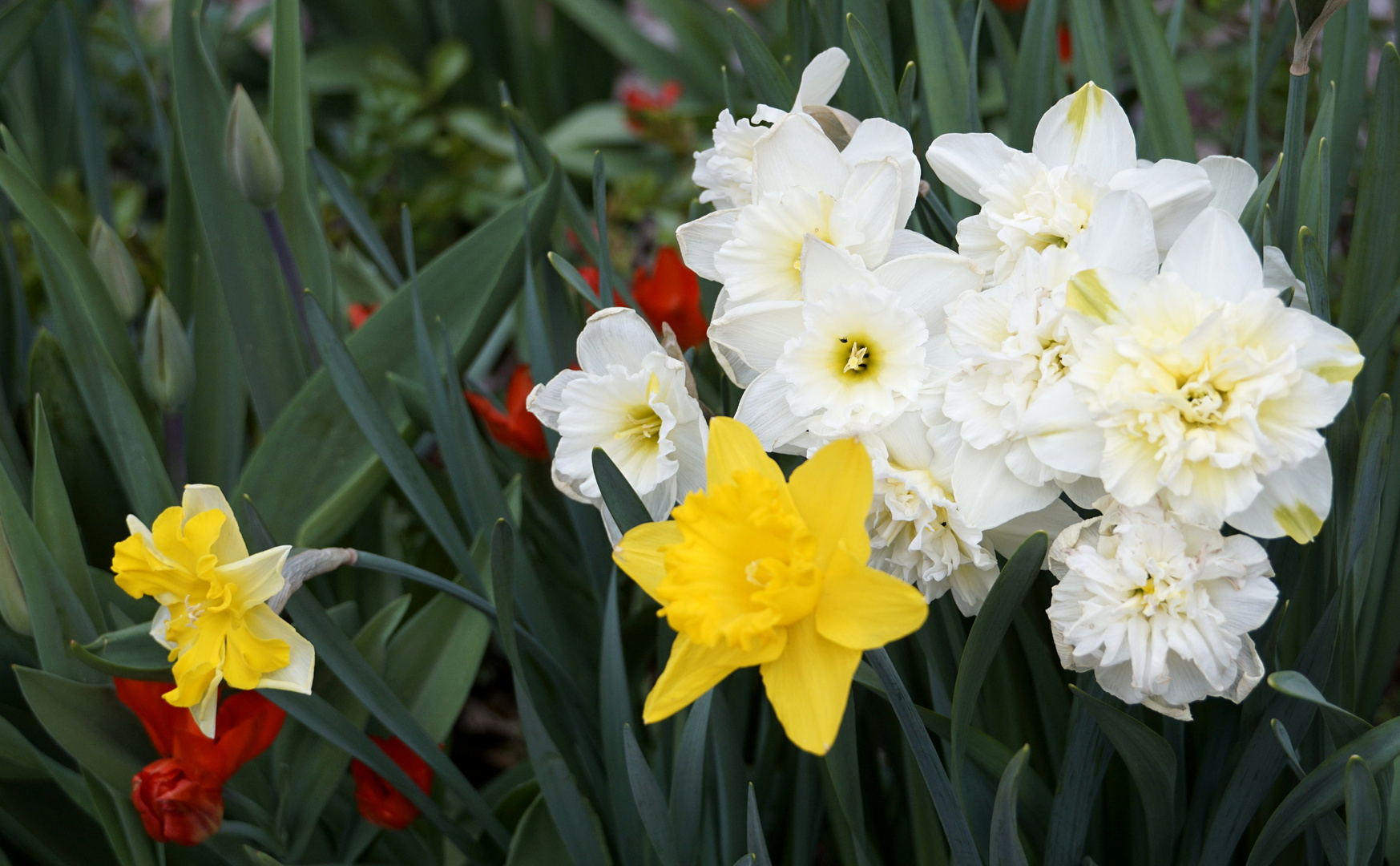 Blüten zu Ostern 2017