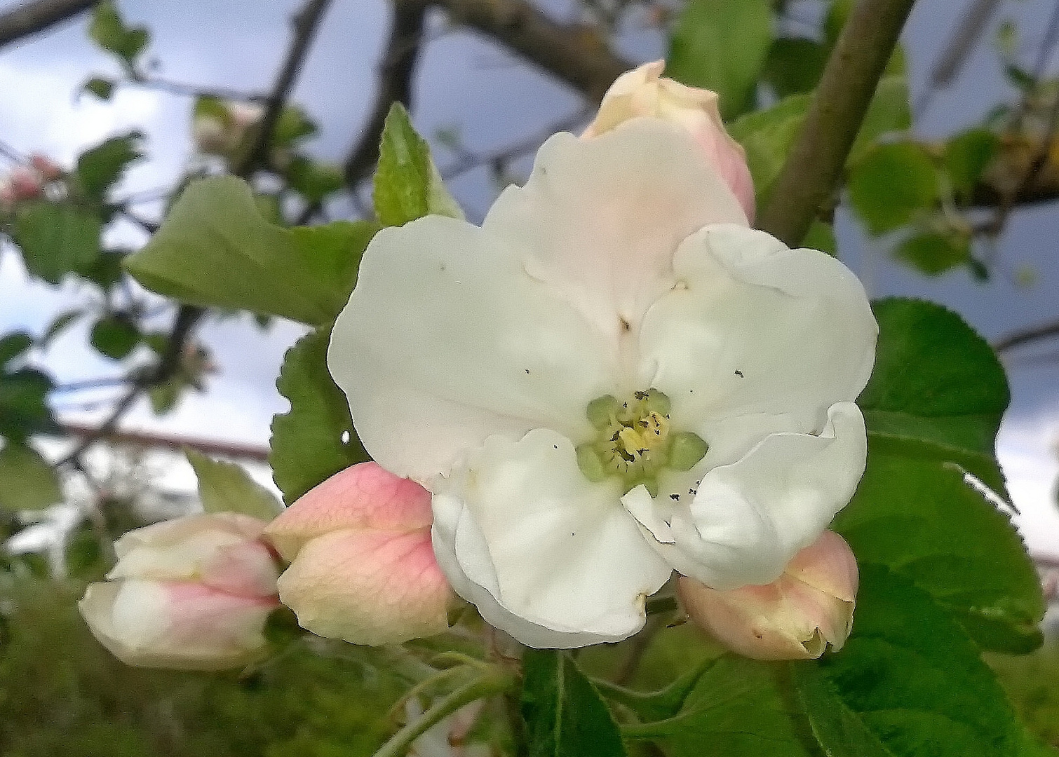 blüten zu ostern