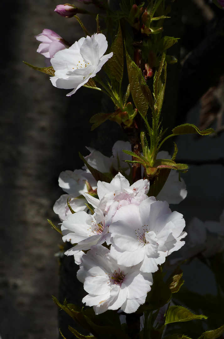 Blüten zu Pfingsten