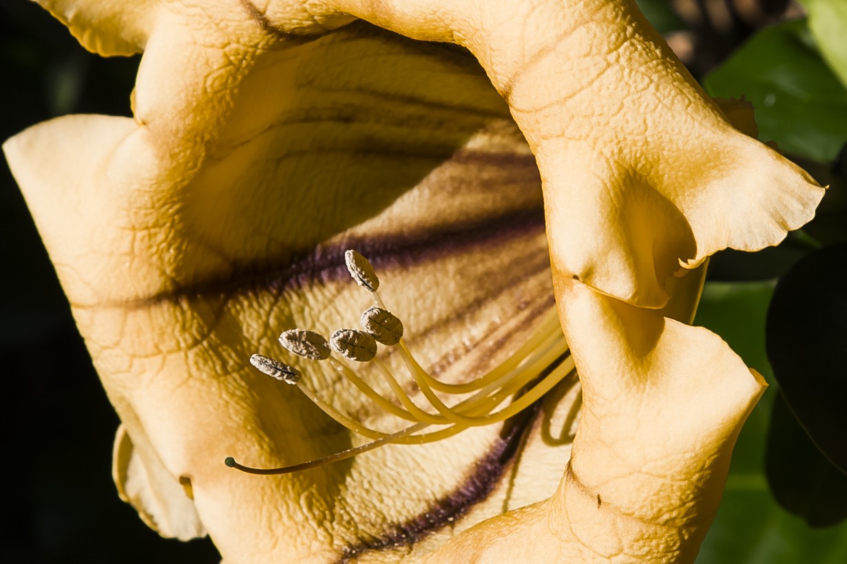 Blüten zu Weihnachten auf Teneriffa 2