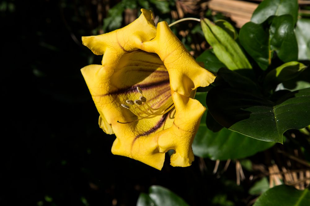 Blüten zu Weihnachten-Teneriffa 1