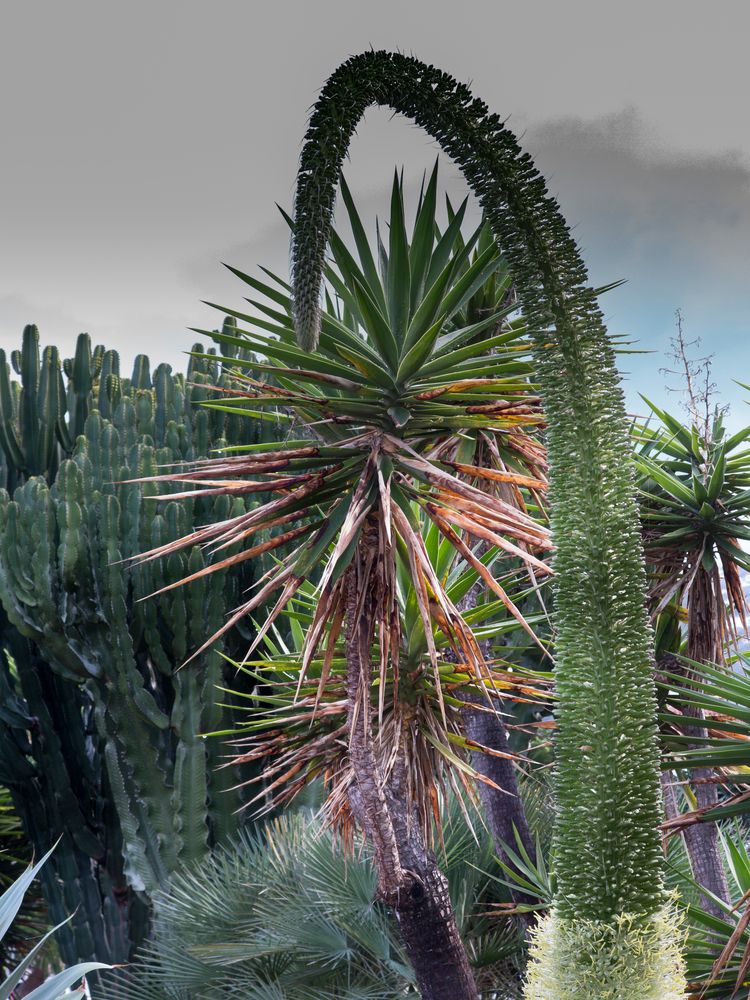 Blüten zu Weihnachten-Teneriffa 1