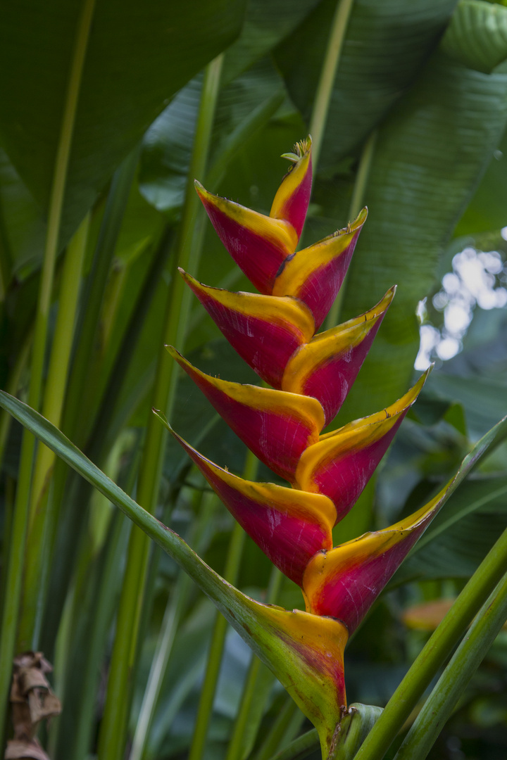 Blüten zu Weihnachten-Teneriffa 13