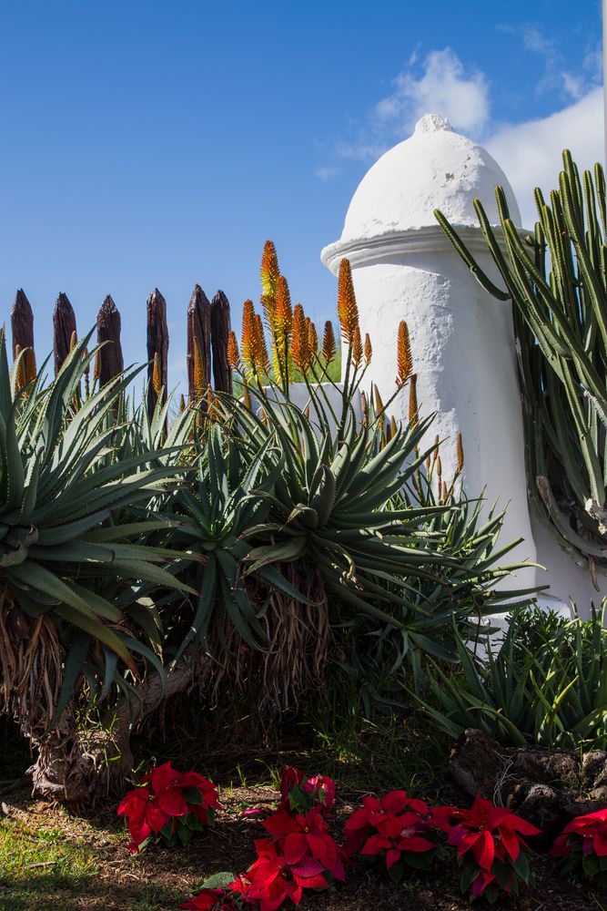 Blüten zu Weihnachten-Teneriffa 4