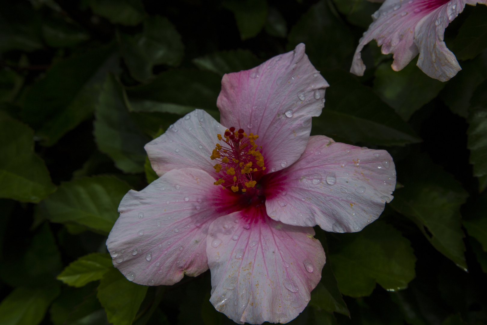 Blüten zu Weihnachten-Teneriffa 8