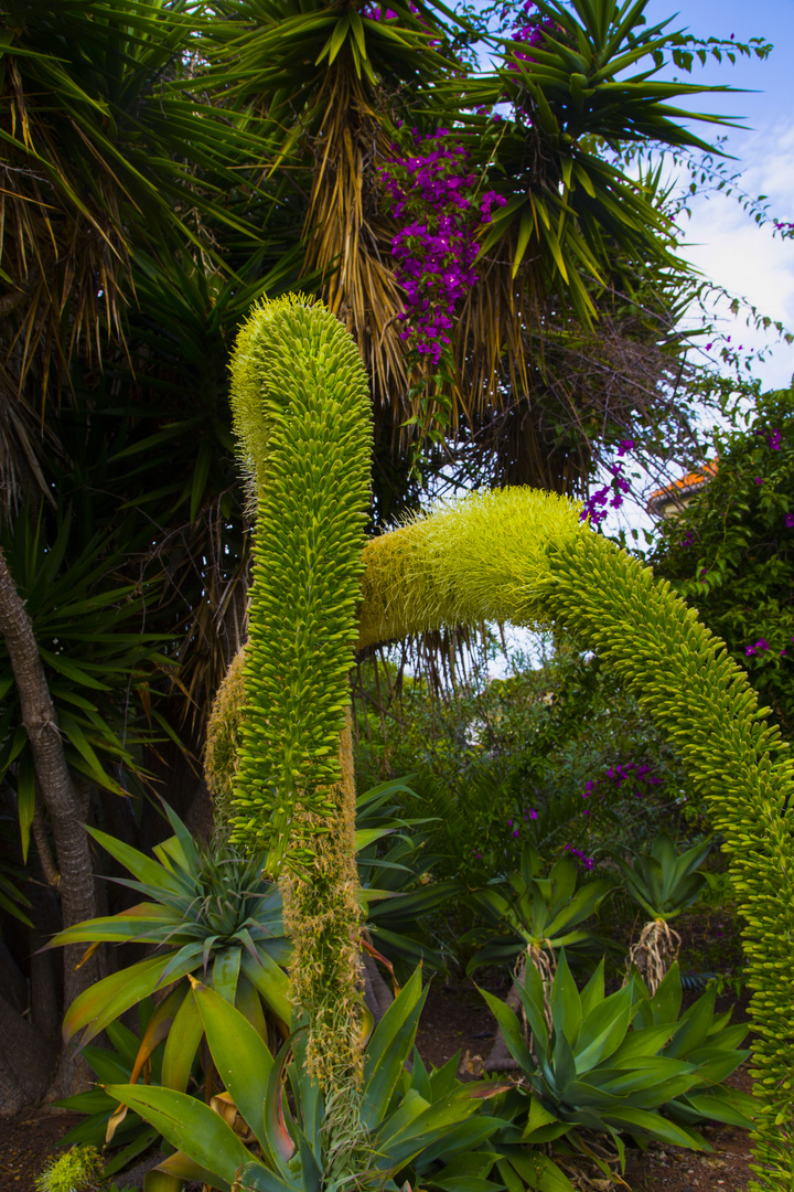 Blüten zu Weihnachten-Teneriffa 9