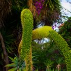 Blüten zu Weihnachten-Teneriffa 9