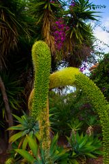 Blüten zu Weihnachten-Teneriffa 9