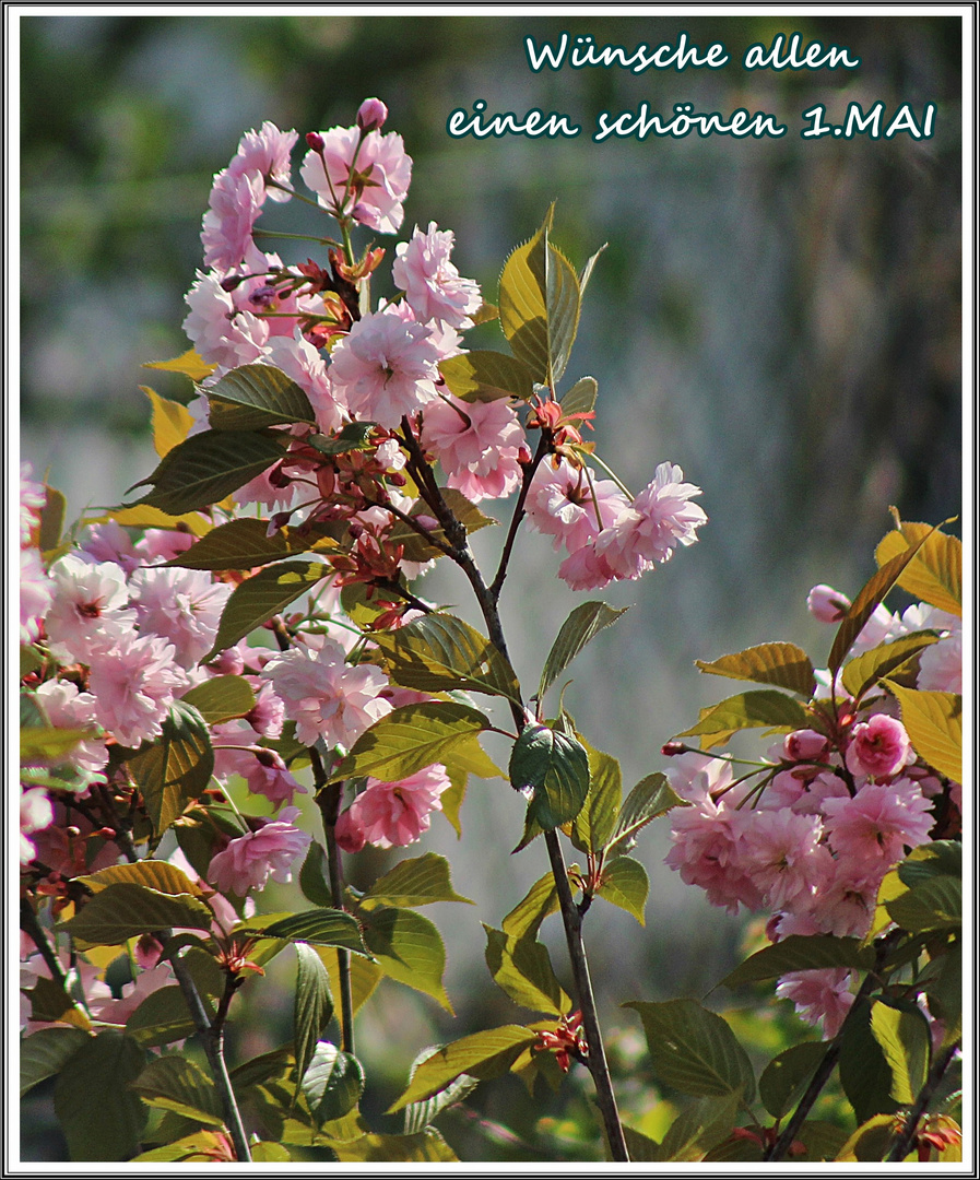 Blüten zum 1.MAI 