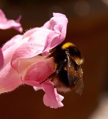 Blüten zum Mittag