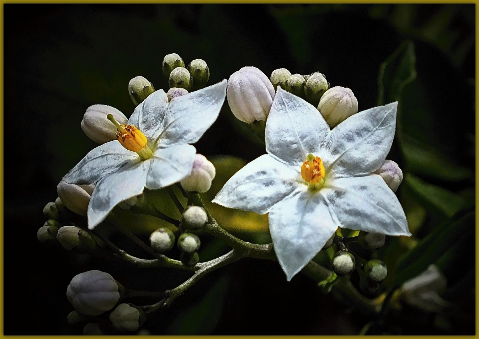 Blüten zum Wochenende