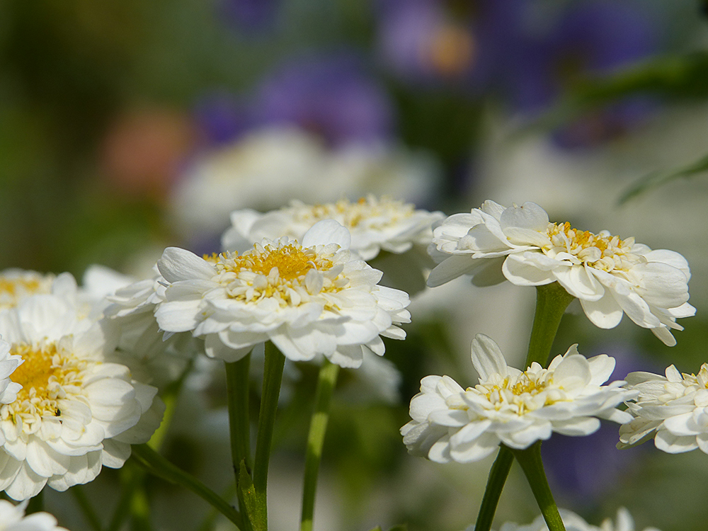 Blüten zum Wochenende