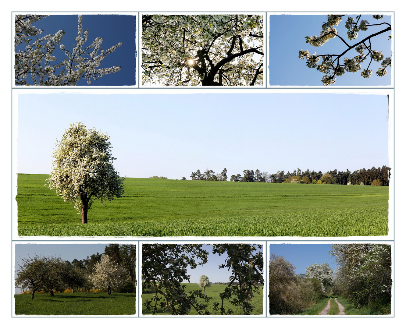 Blüten zum Wochenende