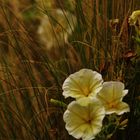 Blüten zwischen erblühen und verdursten....