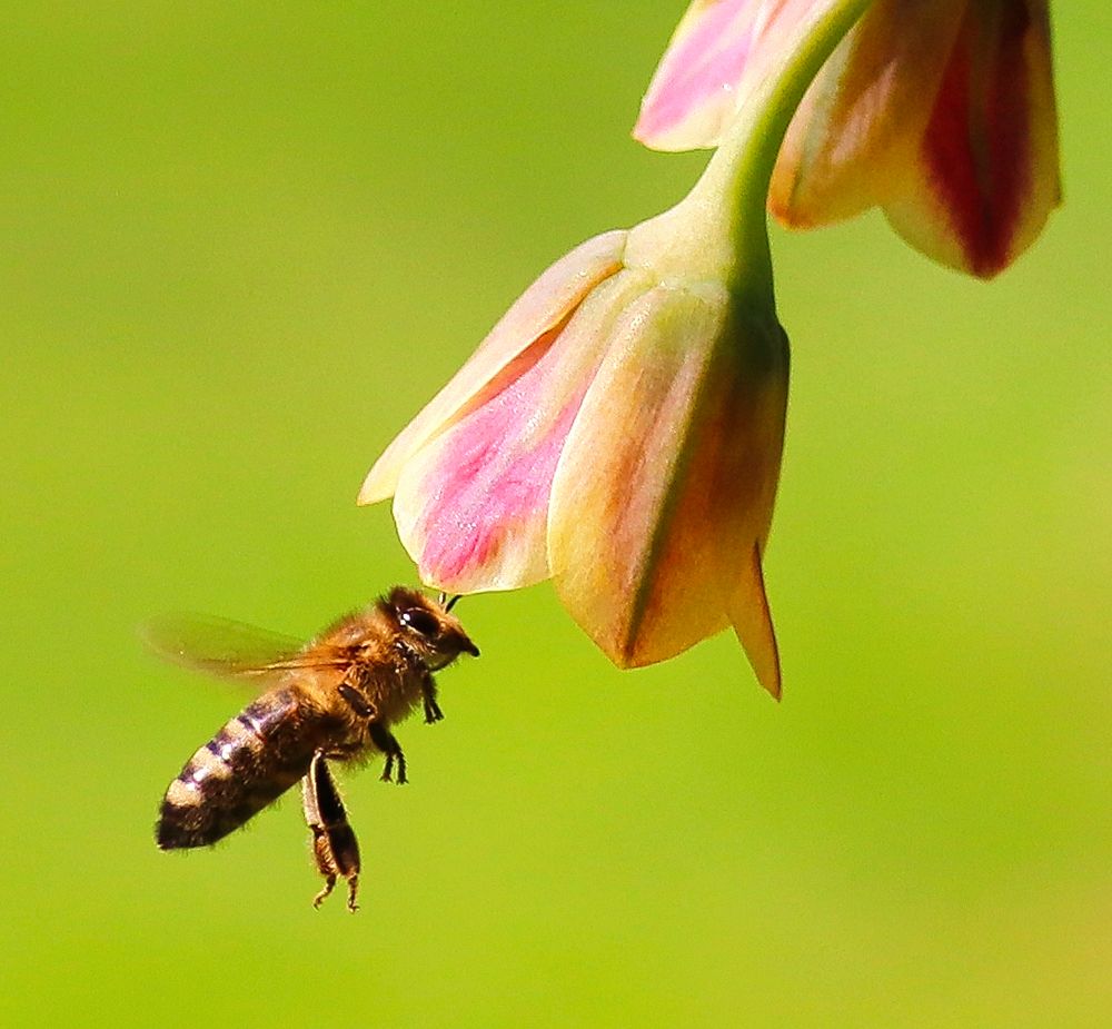 Blütenanflug