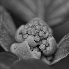 Blütenansätze bzw. Knospen der Hydrangea petiolaris