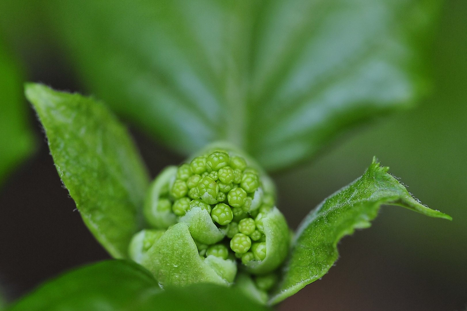 Blütenansätze bzw. Knospen (Hydrangea petiolaris) 