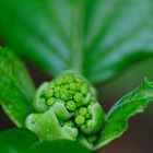 Blütenansätze bzw. Knospen (Hydrangea petiolaris) 