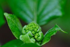 Blütenansätze bzw. Knospen (Hydrangea petiolaris) 