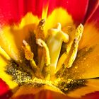 Blütenaufbau der Tulpe