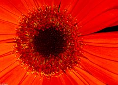 Blütenauge - Gerbera (2)