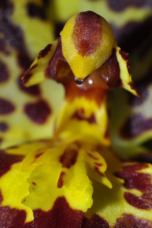 Blütenausschnitt aus einer Tigerorchidee