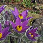 Blütenausschnitt der Steierischen Küchenschelle, Pulsatilla styriaca