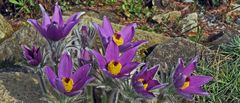 Blütenausschnitt der Steierischen Küchenschelle, Pulsatilla styriaca