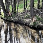 Blüten,Bach,Biberspuren im Morgenlicht