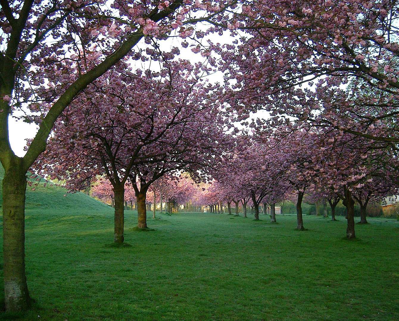 Blütenbäume