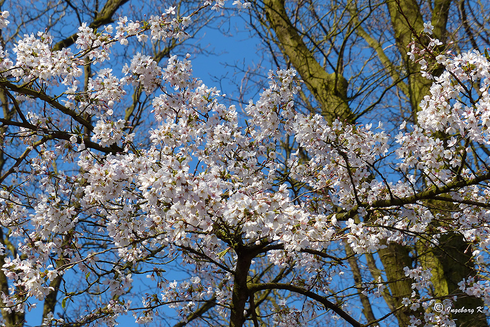 Blütenbäume im Keukenhof