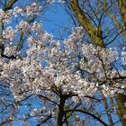 Blütenbäume im Keukenhof