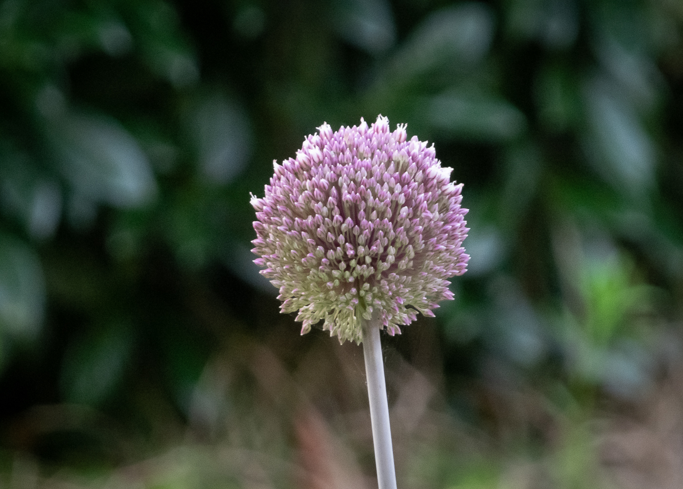 Blütenball