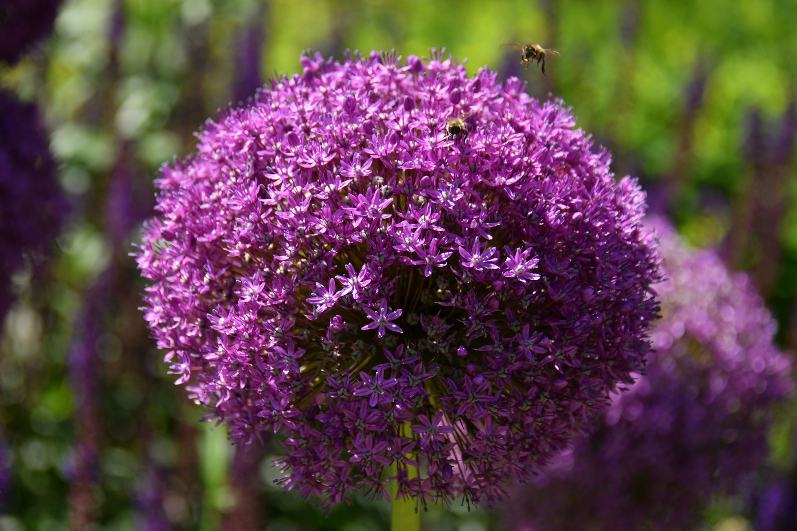 Blütenball