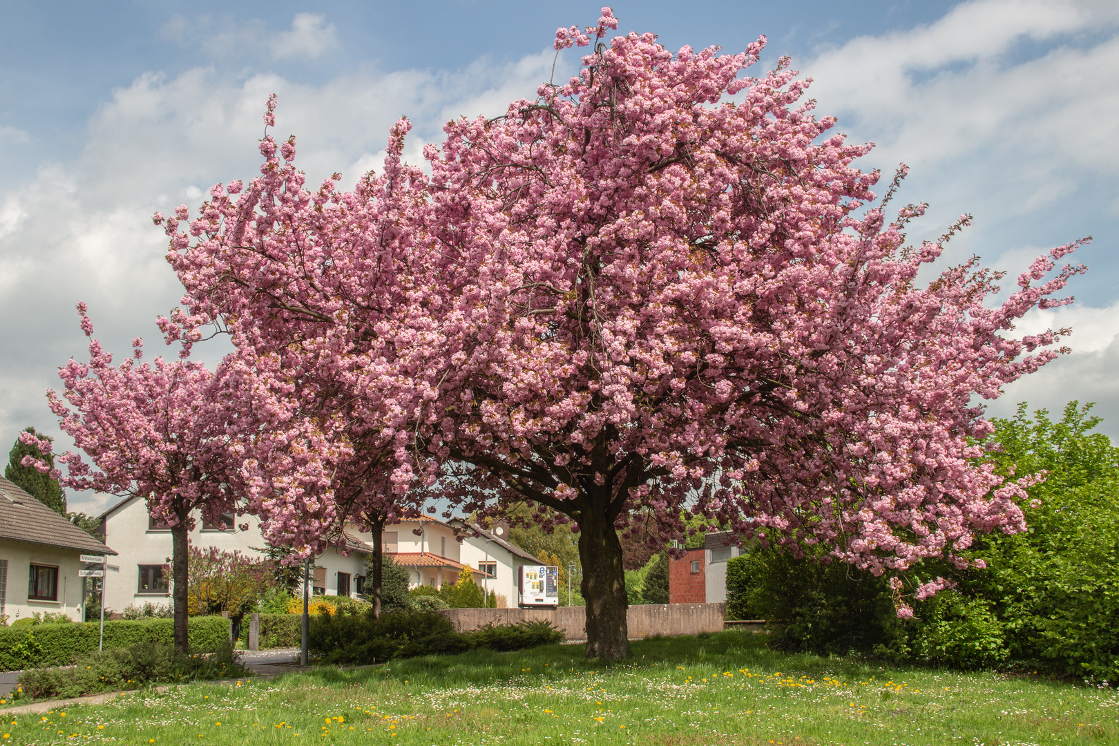 Blütenbaum Foto & Bild jahreszeiten, frühling, karten und kalender