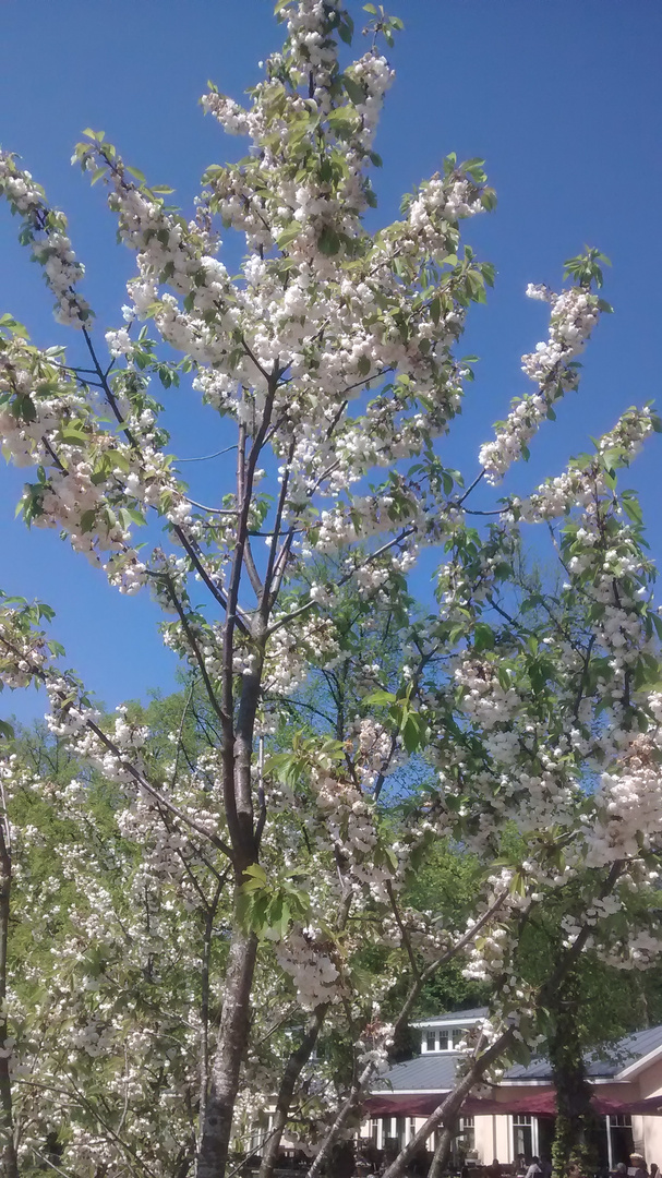 Blütenbaum von gestern Außenmühle